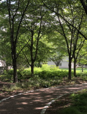 Japanese cherry trees