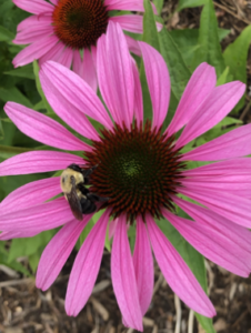 Italian bee on flower